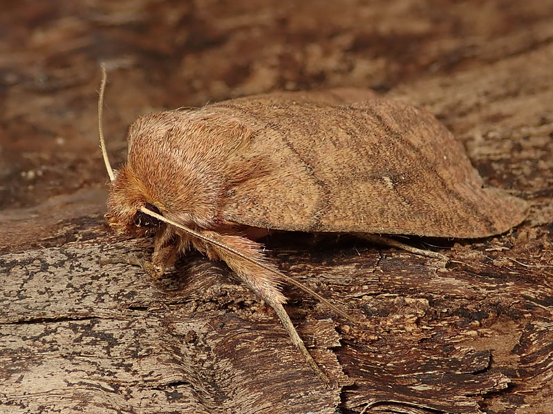 Noctuida: Mythimna turca